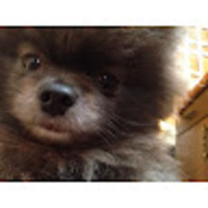 Meet your Posher, Deb